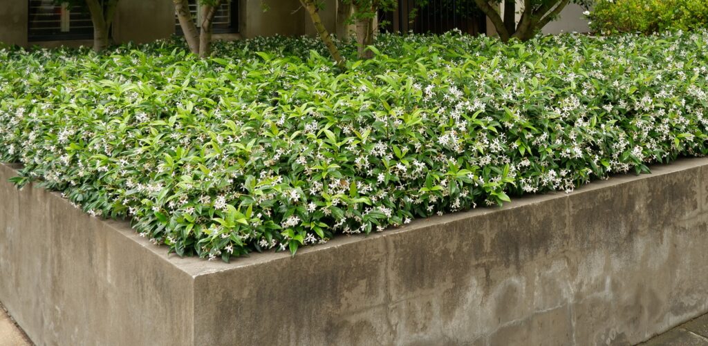 Trachelospermum Flat Mat Jasmine Pot Hello Hello Plants