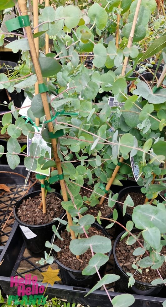 In a nursery setting, Eucalyptus 'Argyle Apple Gum' plants thrive in 6" pots with the support of bamboo stakes.