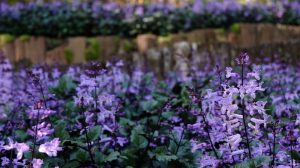 A garden bed filled with blooming purple flowers, surrounded by a wooden border with moss patches, features a Plectranthus 'Velvet Elvis™' 6" Pot thriving beautifully.