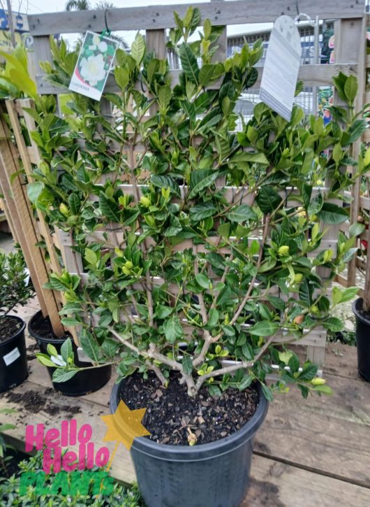 A Gardenia 'Florida' in a 10" espaliered pot, boasting dense green foliage, is displayed on a wooden surface. A plant tag attached to it provides information, with other labeled pots nearby. The background features a wooden lattice, giving the scene an elegant Florida garden ambiance.