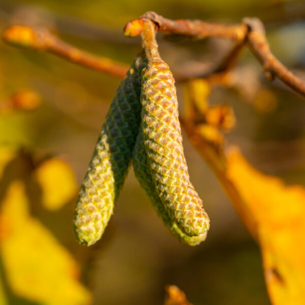 Birch Tree | Silver Birch Trees | Silver Birch Tree