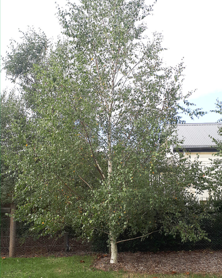 Birch Tree | Silver Birch Trees | Silver Birch Tree