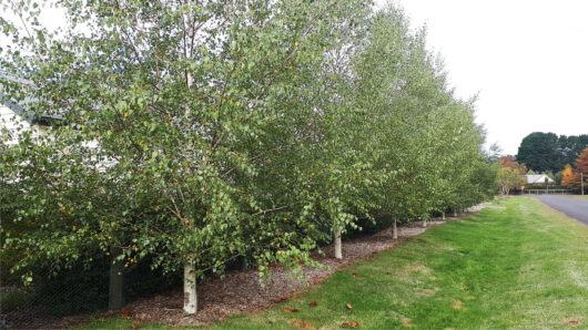 Hello Hello Plants Nursery Campbellfield Melbourne Victoria Australia Betula pendula Silver Birch row in Trentham April