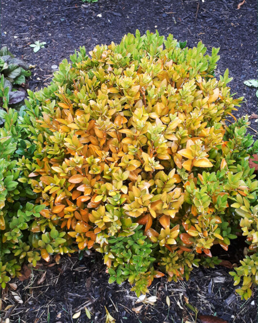 Why is my Buxus English Box turning yellow, orange and bronze? - Hello ...