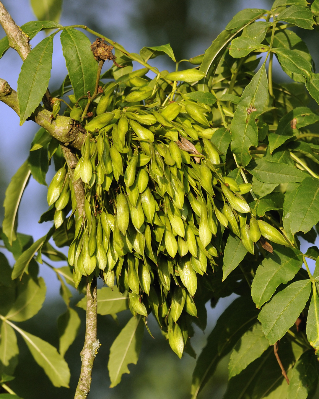 Fraxinus - Ash Trees - Hello Hello Plants & Garden Supplies