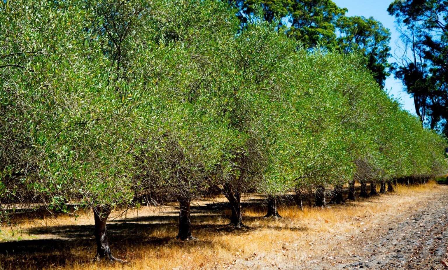 Olea 'Barouni' Olive 8