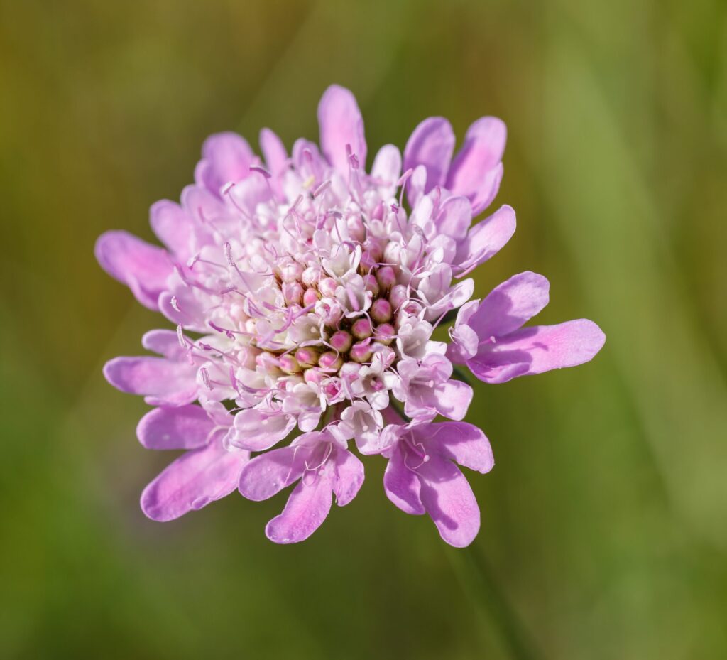 Scabiosa 'Power Puff Pink' Pincushion 6