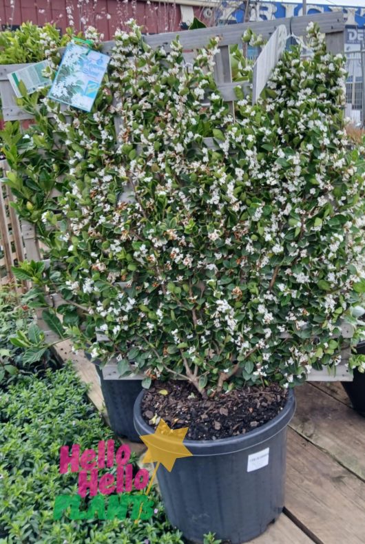 An Osmanthus 'Heaven Scent' Espaliered 10" Pot with small white flowers is displayed on a wooden platform. The plant has a tag with care information attached to it, and a “Hello Hello” sticker is visible on the bottom left corner.