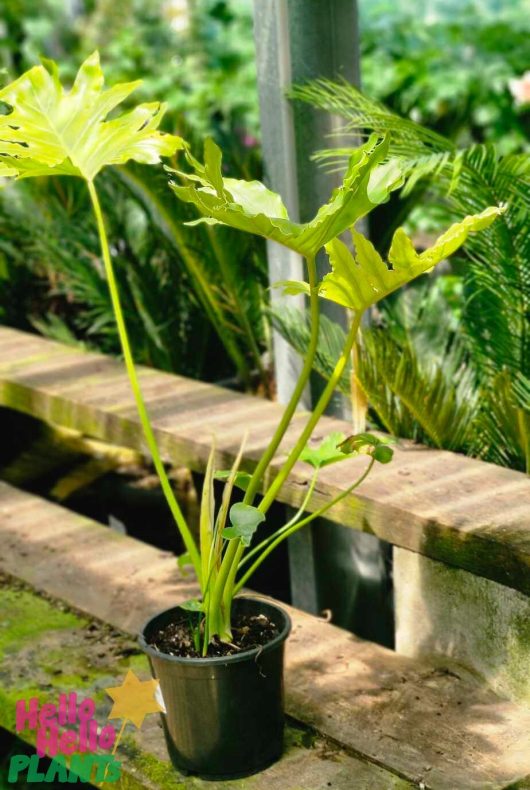 A Philodendron 'Shangri La' in a 7" pot, featuring broad, lobed leaves, adorns the brick ledge with an exotic flair, enhanced by vibrant greenery.