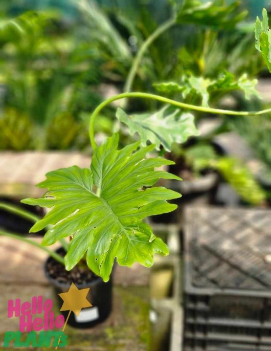 A lush green Philodendron 'Shangri La' with its distinctive lobed shape rests elegantly in a plant nursery. Housed in a 7" pot, it exudes sophistication, while the words "Hello Hello Plants" adorn the bottom left corner, inviting you to this charming botanical haven.