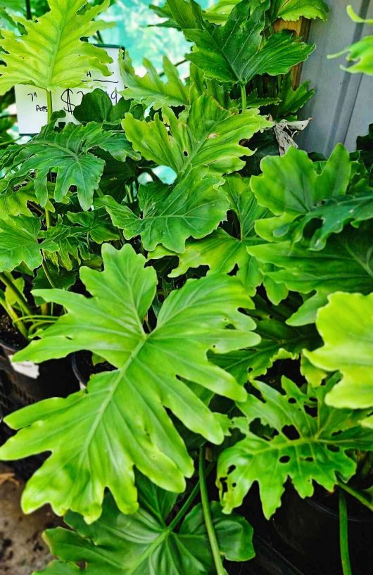 A close-up of the thriving Philodendron 'Shangri La' in a 7" pot highlights its large, deeply lobed leaves.