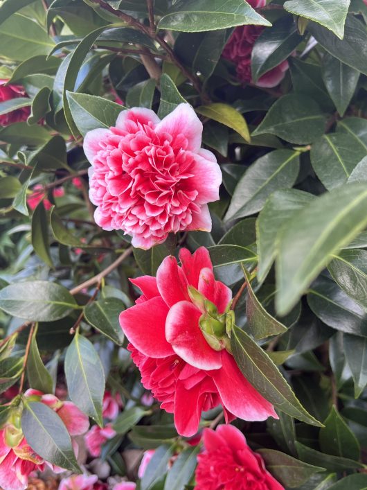 A close-up of the Camellia japonica 'Volunteer' in a 10" pot, espaliered, showcases clusters of lush, pink and red blossoms surrounded by glossy green leaves.