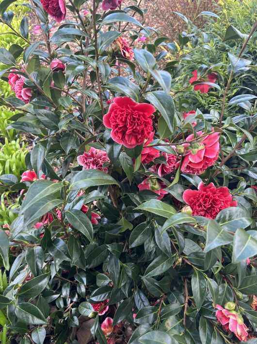 A Camellia japonica 'Volunteer' 10" Pot (Espaliered) with dark green leaves and numerous vibrant red flowers in full bloom.