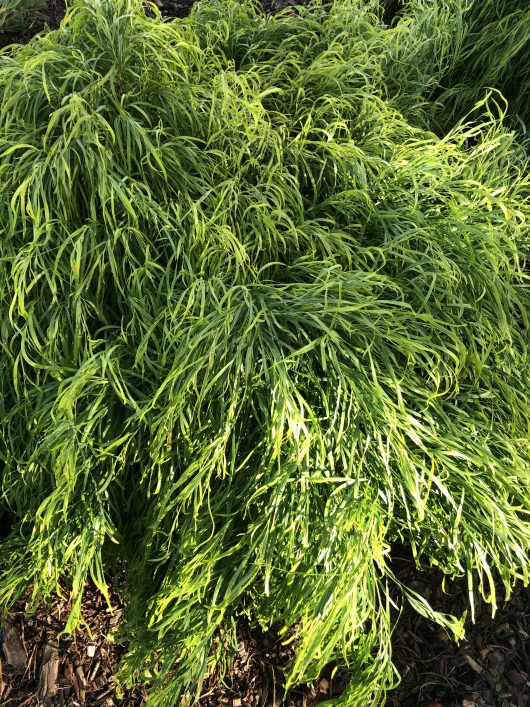 A dense, bushy Acacia 'Fettuccini' 10" Pot with long, narrow, light green leaves grows in the garden. The cascading leaves create a layered effect, with the ground covered in mulch.