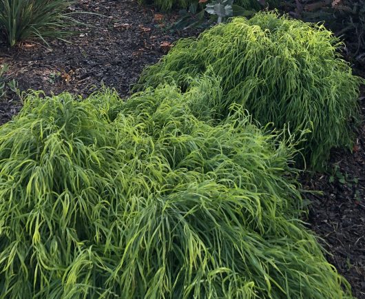 Two mounds of lush, green Acacia 'Fettuccini' 10" Pot, with long, thin blades, grow among wood mulch in a garden setting.