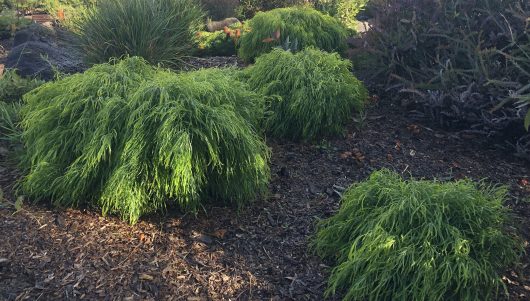 Green, bushy plants with long, slender leaves grow in a garden area with wood chip mulch and other vegetation visible in the background, including the vibrant Acacia 'Fettuccini' 10" Pot.