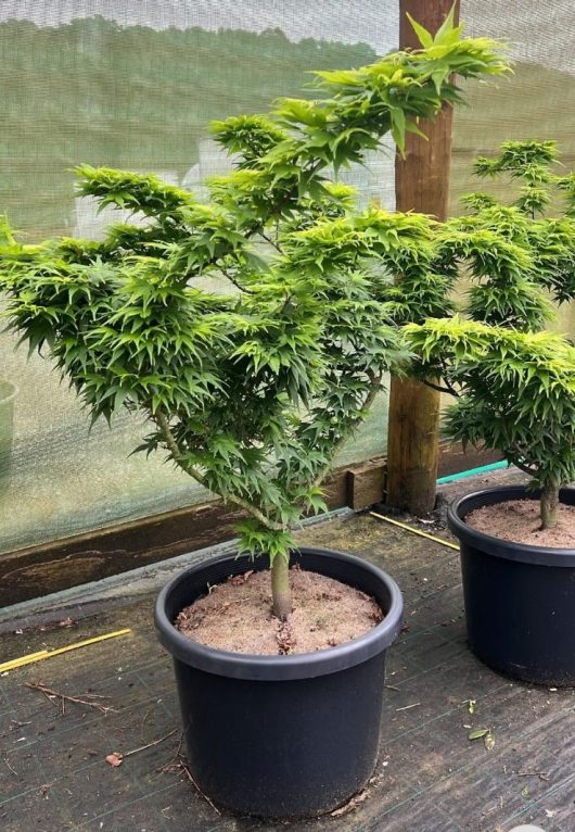 Two potted Acer 'Mikawa Yatsabusa' Japanese Maple plants with lush green leaves sit gracefully on a wooden surface, exuding an elegance reminiscent of cannabis plants, set against a netted backdrop.