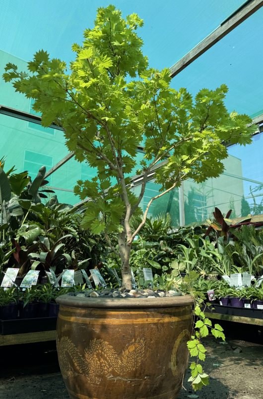 The Loropetalum 'Purple Pixie™' in an ornate 8" pot stands gracefully amidst a lush tapestry of diverse greenhouse plants, boasting vibrant foliage.