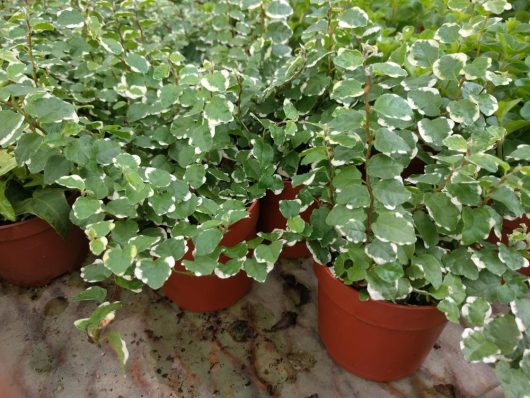 Several potted plants, including a vibrant Ficus 'Ice Caps' Climbing Fig in an 8" pot with small green leaves featuring white edges, are arranged closely together on a surface.