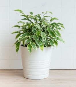 Ficus 'Ice Caps' Climbing Fig in an 8" white ceramic pot, showcasing variegated green and white leaves, placed on a light wooden surface against a white tiled wall.