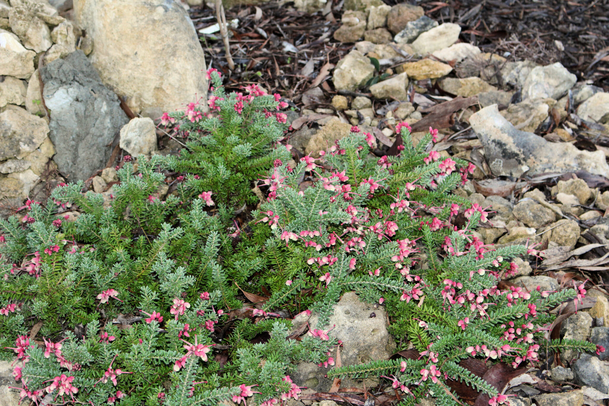 Grevillea 'Mt Tamboritha' | Grevillea Ground Cover