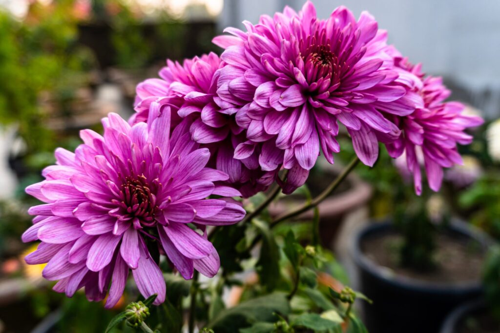 Chrysanthemum Purple 6 Pot Hello Hello Plants