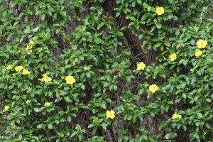 Dense green foliage with scattered yellow flowers growing on a vine-covered surface, reminiscent of a lotus garden in the 4" Lotus 'Red Flash' pot.