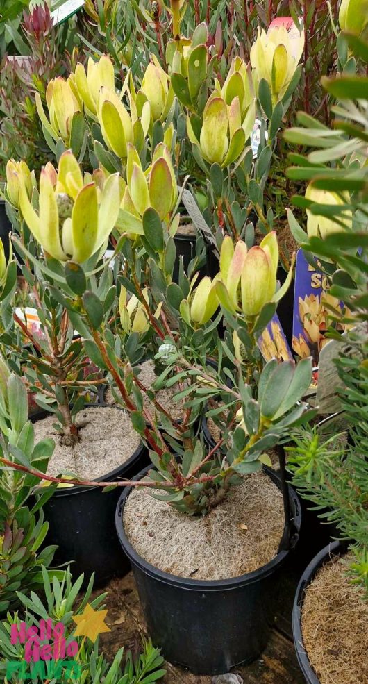 A Leucadendron 'Lemon Spice' in an 8" pot, with its vibrant yellow-green leaves, stands out among the other plants at the garden center.