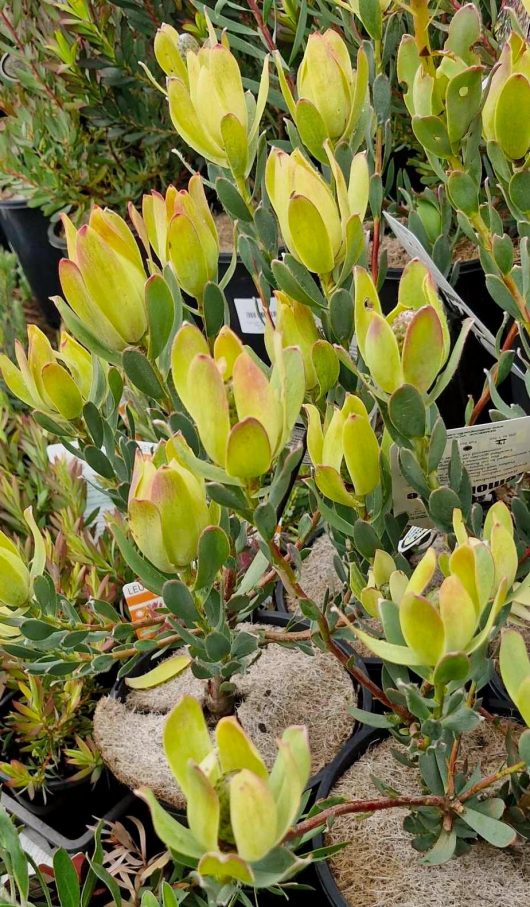 Potted plants featuring green and yellow foliage with occasional hints of red, including the stunning Leucadendron 'Lemon Spice' in an 8" pot, are arranged closely together.