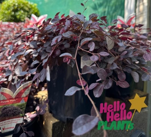 8" Loropetalum 'Purple Pixie™' plants with labels are displayed outdoors, featuring the "Hello Hello Plants" logo in the corner.