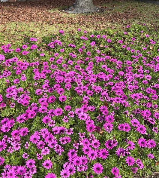 A ground covered with numerous Osteospermum 'Deep Purple' African Daisies in full bloom, their vivid pink petals and lush green foliage interspersed, with a tree trunk visible in the background.