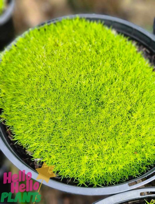 An 8" pot of Sagina 'Golden Irish Moss' showcases dense, bright green foliage that resembles a lush carpet, set against a beautifully blurred background.