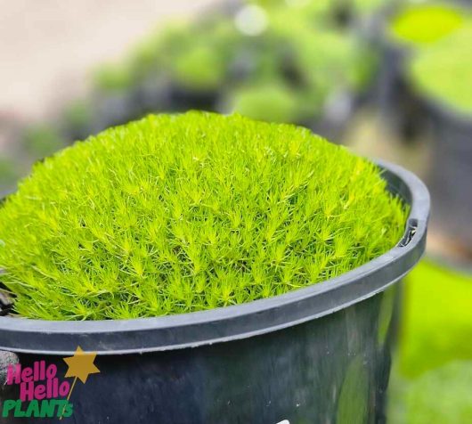 A dense, vibrant green Sagina 'Golden Irish Moss' finds its home in an elegant black 8" pot.