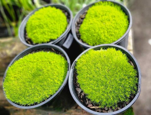 A collection of four black pots showcases vibrant green mossy plants, featuring the Sagina 'Golden Irish Moss' in an 8" pot, beautifully combined with lush Sagina.