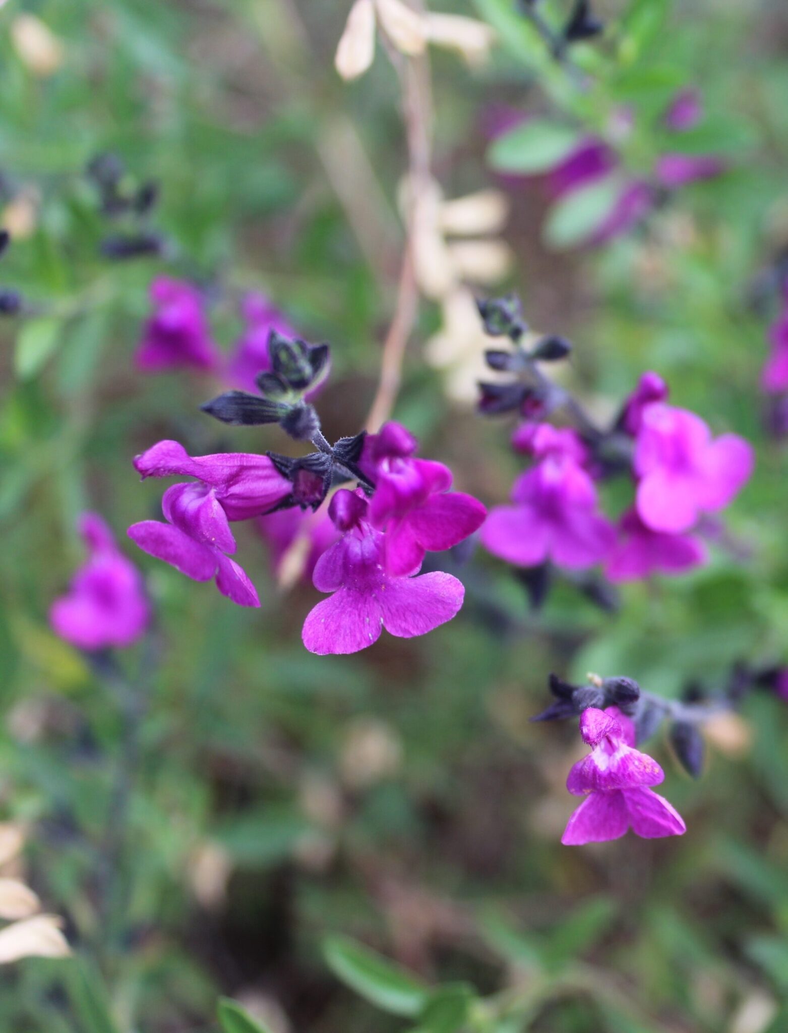 salvia-royal-purple-sage-4-pot-hello-hello-plants