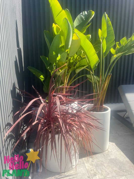 Two potted plants adorn the patio: a Cordyline 'Electric Pink™' with long, narrow leaves in an 8" pot and another with broad green leaves, elegantly placed on a tiled surface against a vertical slatted wall.