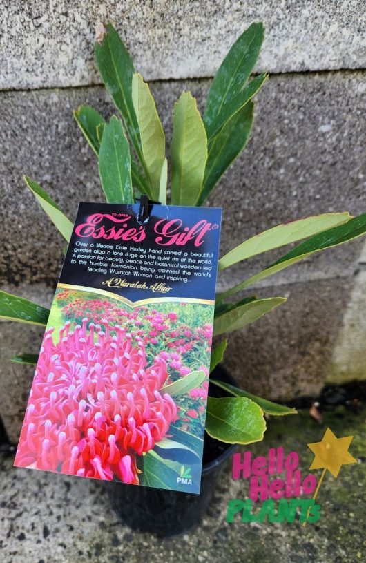 A potted plant labeled "Telopea 'Essie's Gift PBR' Waratah 6" Pot" features green leaves with a bright pink flower image. Tag details and the "Hello Hello Plants" logo are visible against a brick backdrop.