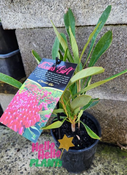 A Telopea 'Essie's Gift PBR' Waratah 6" pot featuring green leaves with a colorful tag attached, displaying the plant's name "Eva's Gift" along with an image of pink Telopea flowers. The tag and pot are branded "Hello Hello Plants.