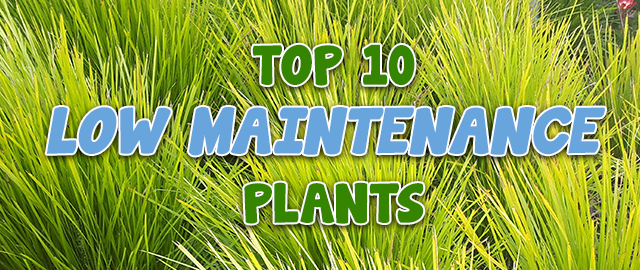 Top 10 Low Maintenance Plants - Garden Advice, Top 10 Lists - Hello ...