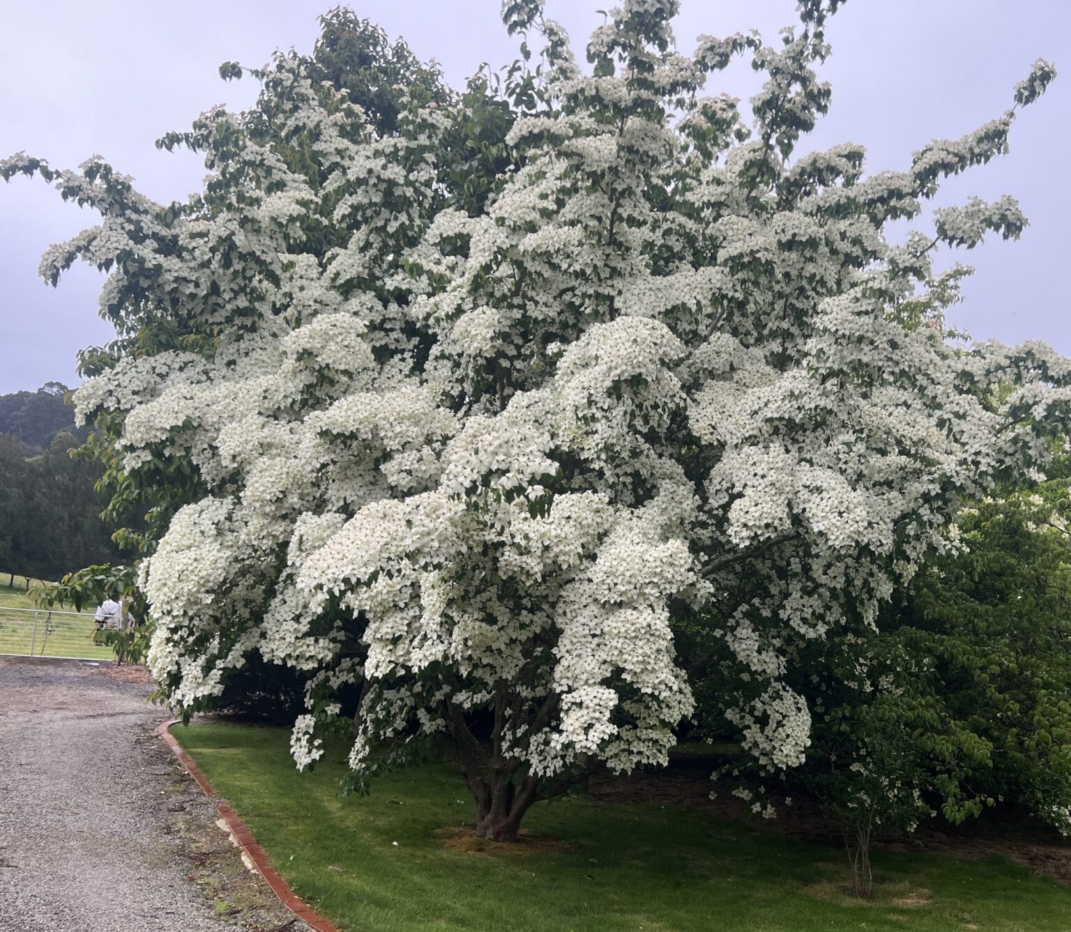 Cornus kousa 'Chinese Dogwood' 8