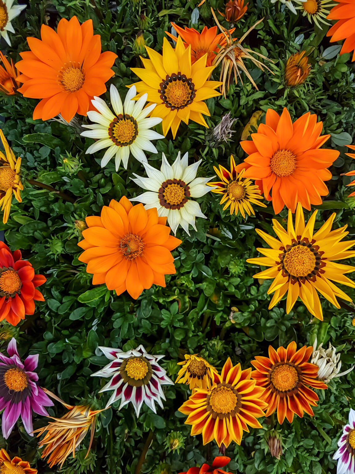 gazania-mixed-varieties-6-pot-hello-hello-plants