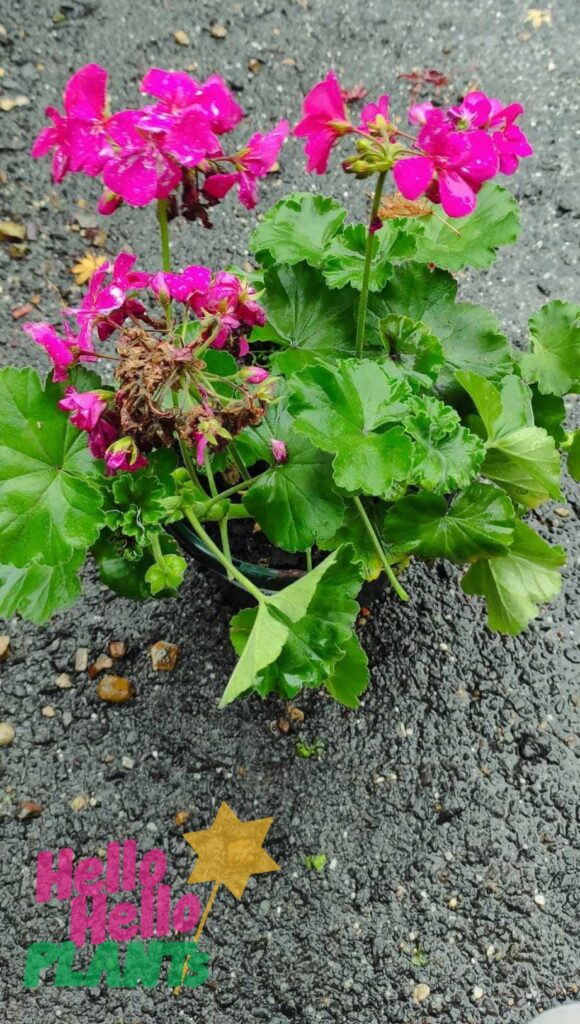 Geranium 'Maverick™ Violet' 7" Pot - Hello Hello Plants & Garden Supplies