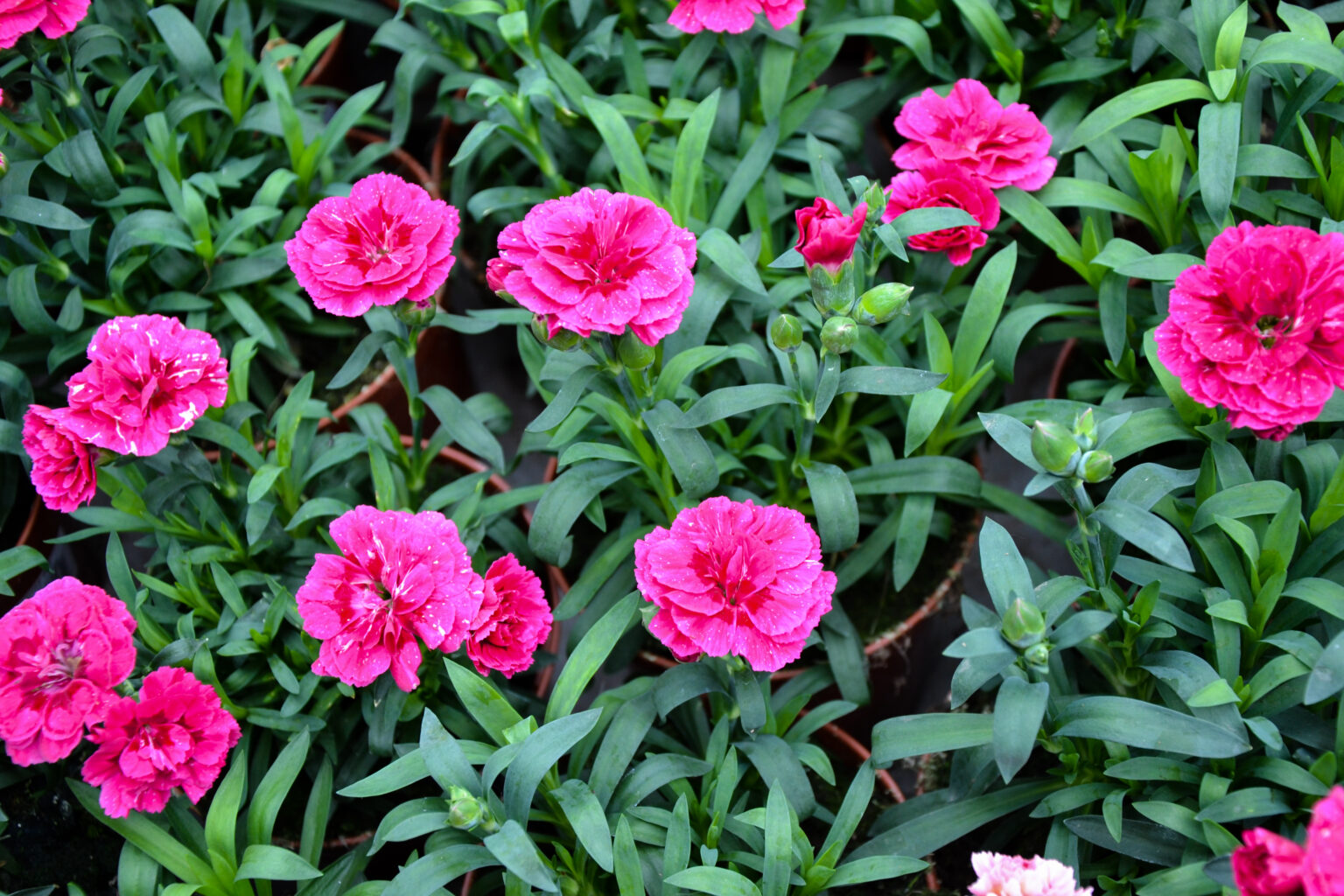 Dianthus 'Rose Joy' 4