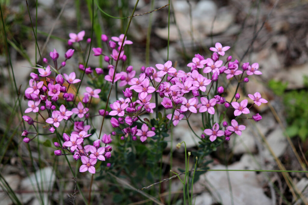 Boronia 'Show Off' 8