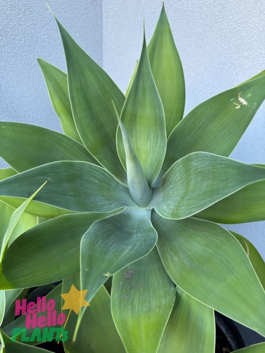 A vibrant Agave attenuata is set against a light gray background, with the colorful "Hello Hello Plants" logo in the corner. Ideal for an 8" pot and available as a bulk buy of 10.