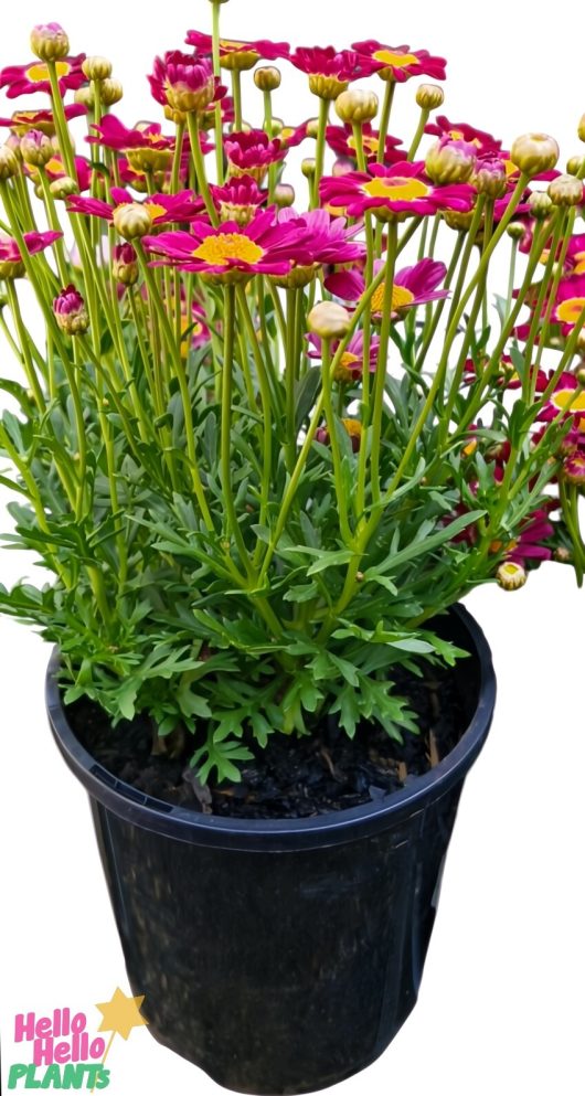 A 6" potted Argyranthemum 'Red Baron' Marguerite Daisy showcasing vibrant pink blossoms and lush green foliage.