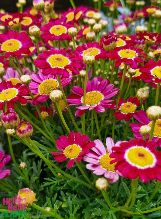 Argyranthemum 'Red Baron' Marguerite Daisy in a 6" pot, with bright blooms and lush green foliage, creates a stunning display.