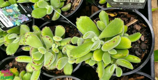 Close-up of thriving Cotyledon 'Bear's Paw' succulents with fuzzy leaves and red-edged tips, flourishing in a 6" pot at the nursery.