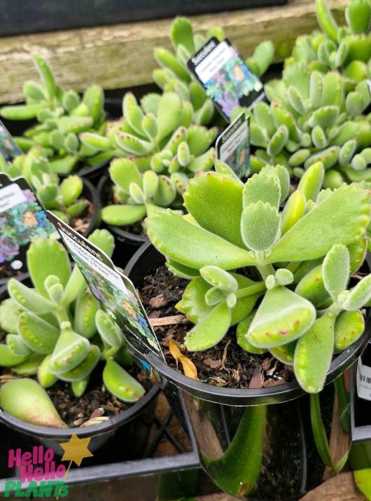 The Cotyledon 'Bear's Paw' available in a 6" pot is displayed in black plastic containers with fuzzy leaves and features a small Cotyledon label.