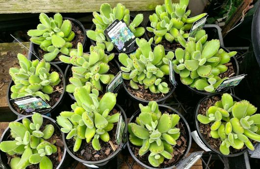 The Cotyledon 'Bear's Paw' succulents, each thriving in its 6" pot and bearing green fuzzy leaves, are neatly arranged in a grid pattern on a wooden surface, with every plant tagged for easy identification.